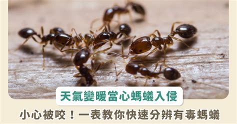 螞蟻入侵家裡|去除螞蟻必學！4招高效滅蟻方法讓你一周內見效 